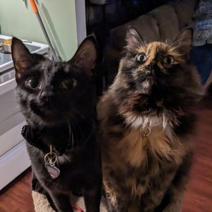 Meet your Posher, Saryn